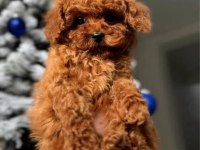 ŞAMPİYON KORE POODLE BEBEKLERİM