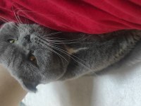 Yakışıklı scottish fold oğlum loki