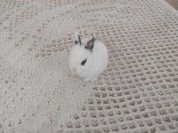 Yavru Netherland Dwarf Tavşan