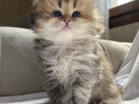 BLH NY25 british longhair bebeğimiz yeni ailesini bekliyor