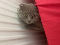 Scottish Fold Erkek 9 aylık ilk aşısı tam