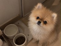 İyi bir aileye gitmesi dileğiyle pomeranian