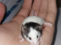 Panda mice yavrularımız