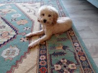 Oyuncu max toy poodle