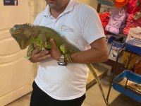 Ele omuza alışkın erkek ve dişi iguanalarimiz ilanda