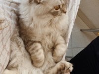 10 aylık erkek scottish fold