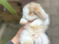 Lop Tavşanlarımız Eşyalarıyla Birlikte Gönderim