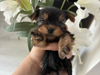 A kalite yorkshire terrier bebeklerimiz