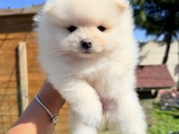 Ayıcık yüzlü sevimli pomeranian yavrularımız