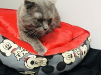 Oğlumuz mıncır scottish fold