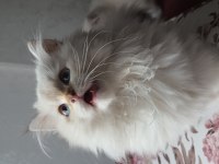 Minnoş Scottish Fold Longhair Golden Safkan Yavru