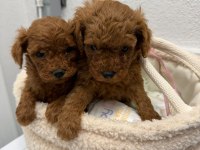 Kg garantili toy poodle yavrular