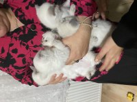 Yavru scottish fold kedimiz