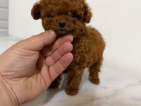 Gerçek kore poodle yavrular