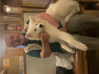 Samoyed 4 aylık aşıları tam yavru