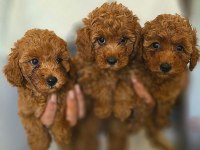 TOY POODLE BEBEKLER