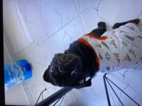 6 aylık erkek Pug yavru damızlık
