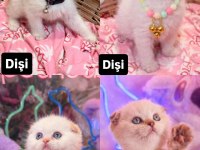 Safkan british shorthair ve scottish fold yavrular