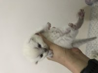 British Shorthair Yavru Kedimiz