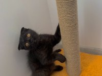 Yakışıklı scottish fold oğluma yuva arıyorum
