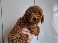 Yavru erkek toy poodle