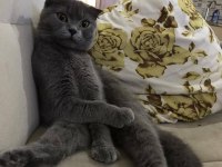 Sevimli uysal scottish fold