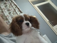 Ev ortamından safkan yavru köpekler
