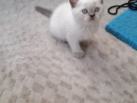 Küçük Minnak Kedilerim