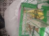 Jumbo takım yavru-yumurta garanti muhabbet kuşu