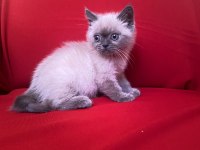 Blue point british shorthair bebekler