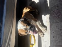 İngiliz Bulldog Köpeğimiz