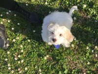 Maltese terrier sahiplendirilecektir