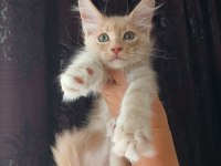 Mucize cattery Pet ve üretim için maine coon