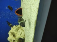 Masva Yavru Tropheus