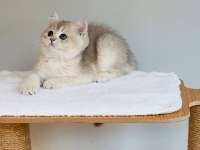 Safkan anne baba şecereli british shorthair ay11 kodunda