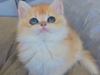 British Golden Ny12 Longhair Bebek