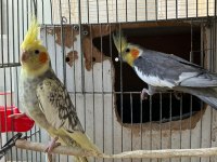 Grey Pied Sultan Papağanı Takım