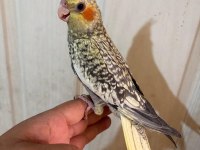 50 günlük kusursuz pearl sultan papağanı bebek