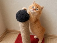 Mükemmel British Longhair Red Red Bicolor Yavrular