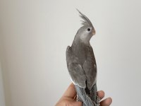 Full evcil nadir renk sultan papağanı yavrusu