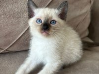 2 AYLIK MAVİ GÖZLÜ SİYAM KEDİSİ DIŞI ERKEK