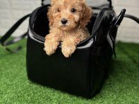 ÇANTA DOLUSU MALTİPOO YAVRULARI