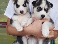 HUSKY SİBİRYA YAVRULARI