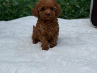 Toypoodle  Yavrularımız Yasal Köpek Çiftliğinden 