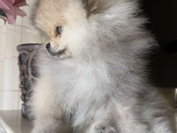 Pomeranian boo köpeği