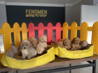 Wc Egitimli Maltipoo Yavrularımız Dişi Erkek Ankara