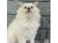 British Longhair Blue Point Yavrularımız