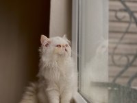 SAFKAN İRAN PERSİAN KIZIMA EŞ ARIYORUM