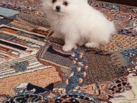A kalite pomeranian yavru