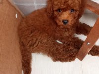 3 aylık toy poodle